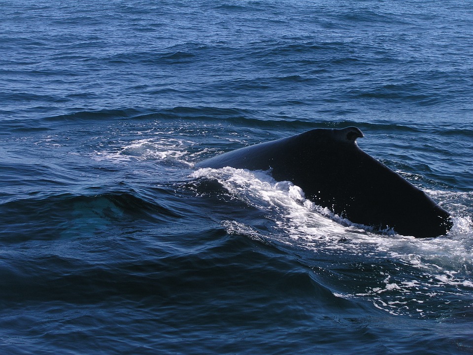 Canada : naissances records pour les rorquals bleus du Saint-Laurent