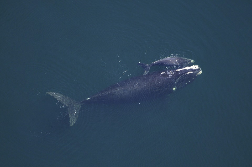 Chasse à la baleine : l’Australie opposée à tout assouplissement du moratoire