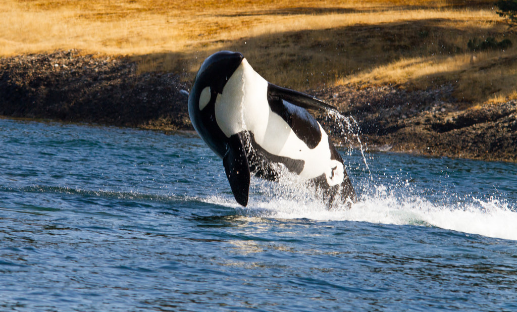 Près de la moitié des orques vont disparaître à cause de la pollution