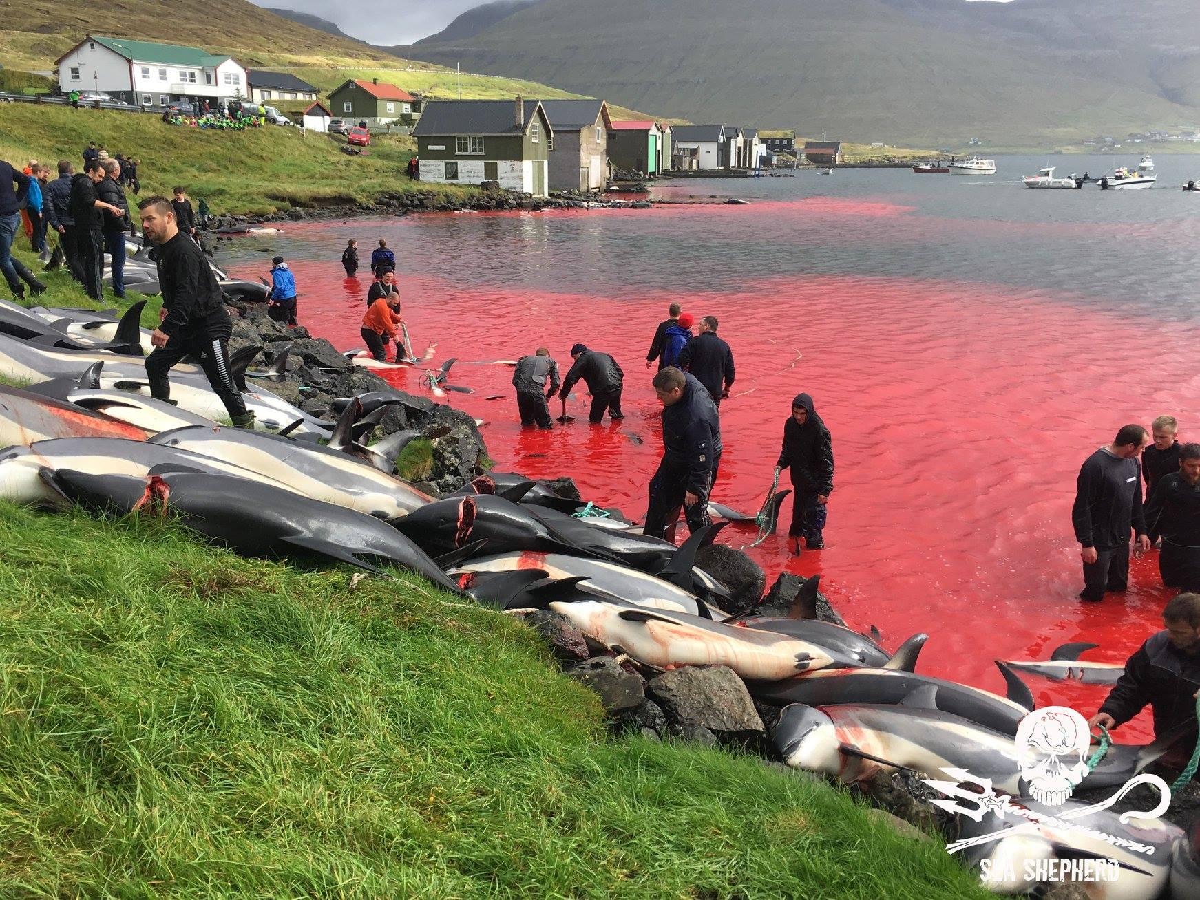 Grind aux îles Féroé : un massacre si choquant que l’ex premier ministre intervient