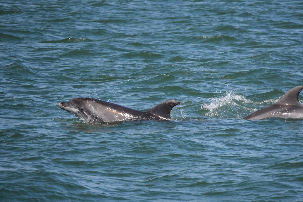 Baie du Mont-Saint-Michel. Dix ans de photos pour étudier les dauphins