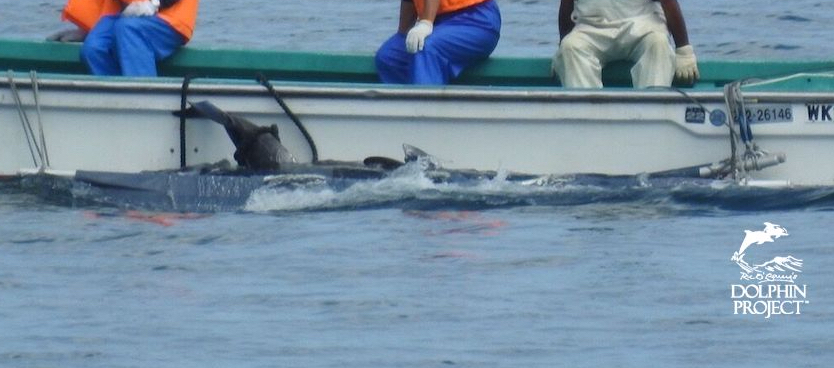 Taïji (Japon) : des dauphins de Risso massacrés en cette première baie rouge de la saison