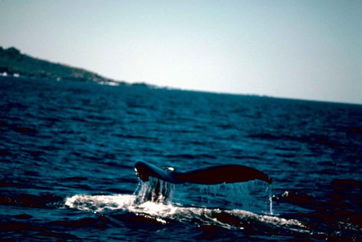 Au Brésil, un bras de fer s’engage sur la chasse à la baleine