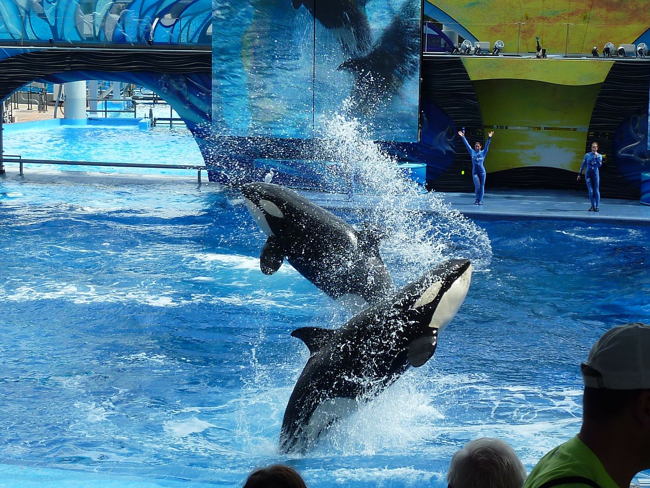 Etats-Unis : SeaWorld condamné à 4 millions de dollars d’amende pour avoir trompé ses investisseurs