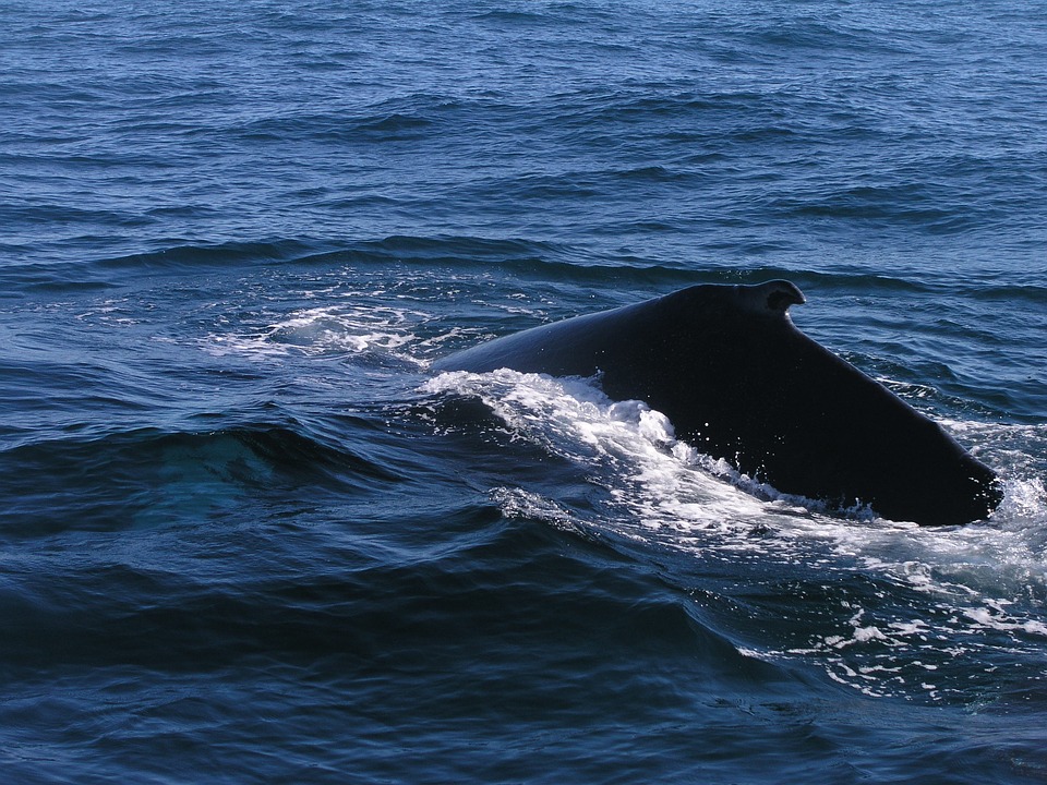 50 baleines tuées dans une zone protégée de l’Antarctique
