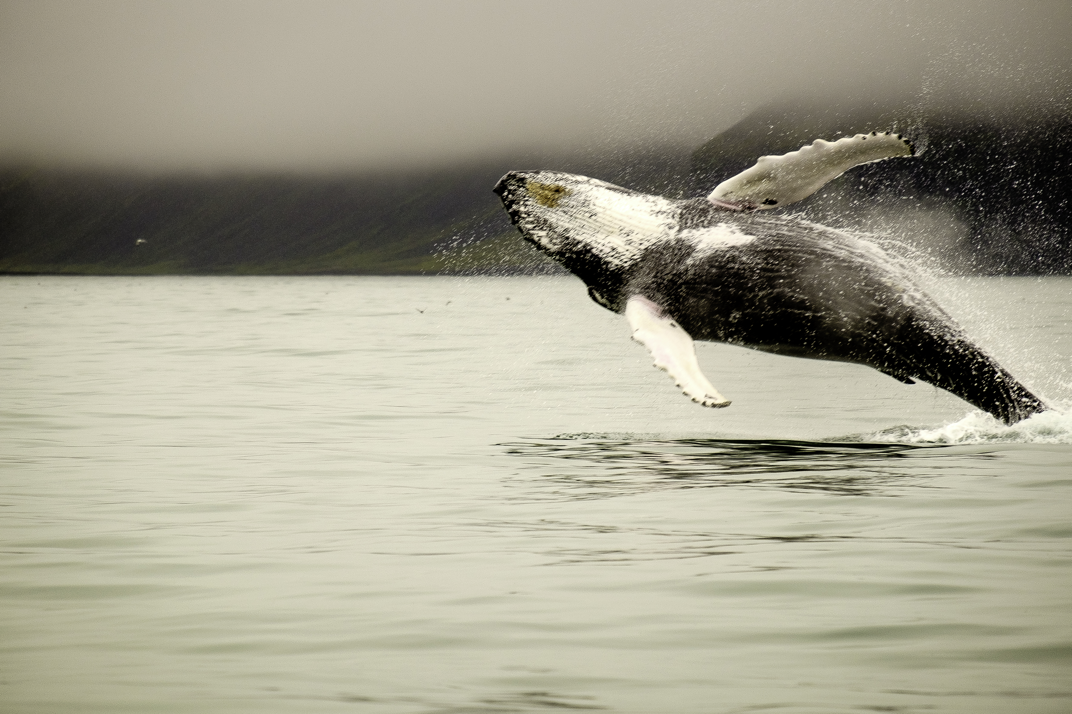 Pourquoi s’intéresser au caca des baleines ?