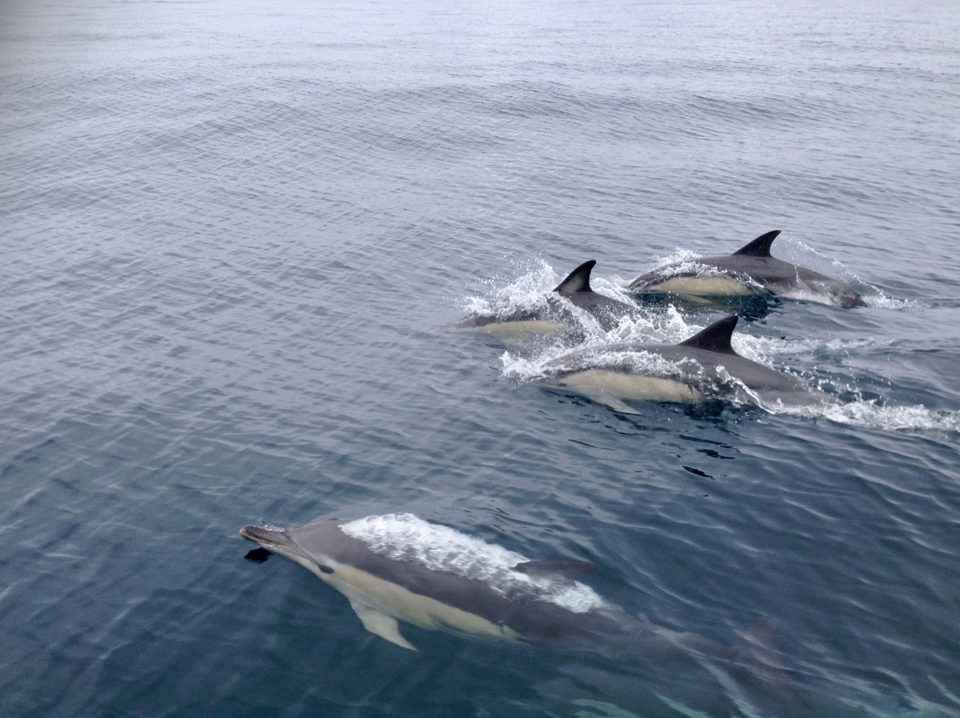 Bassin d’Arcachon : un banc de dauphins au large du Cap Ferret