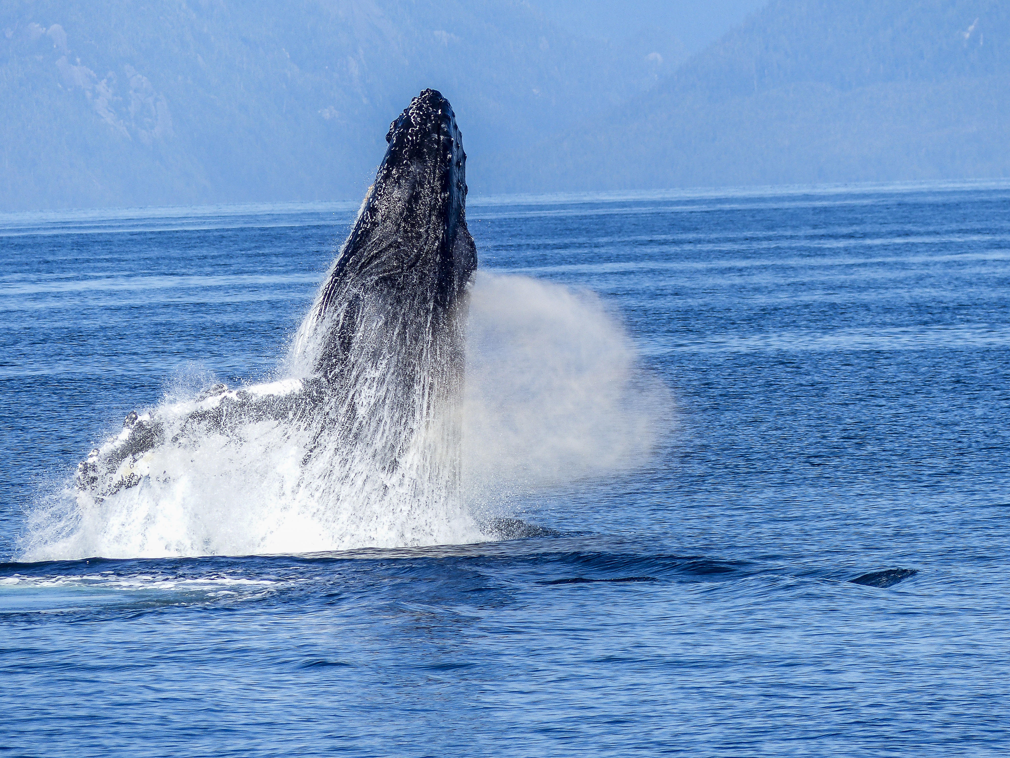 Canada : la mort d’une baleine enserrée dans des cordages dans la baie de Fundy qualifiée d’horrible
