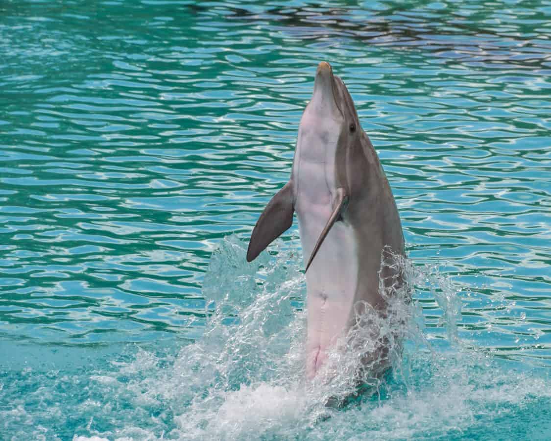 L’étonnante histoire de Billie, le dauphin qui a appris à ses congénères à « marcher » sur la queue