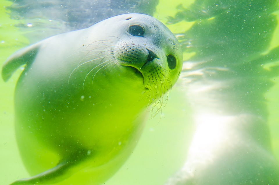 Écosse : un bébé phoque retrouvé mort étouffé par du plastique