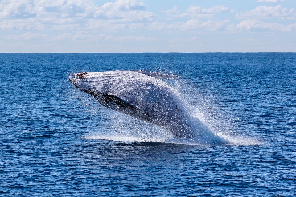 Les baleines à bosse cessent de chanter quand les navires font du bruit