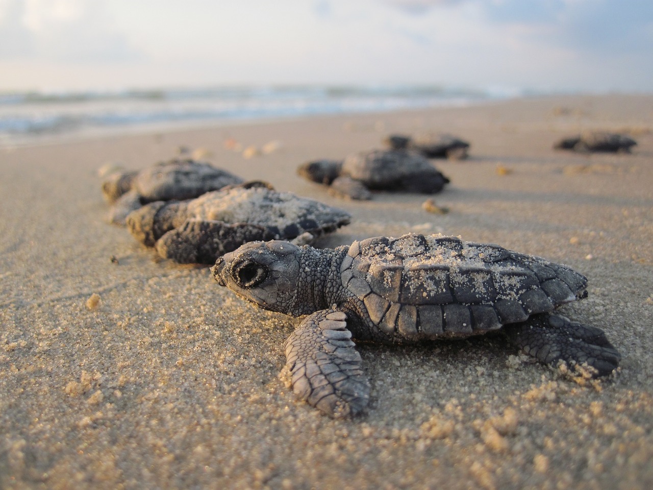 Des tortues marines naissent pour la première fois sur une plage française en Méditerranée