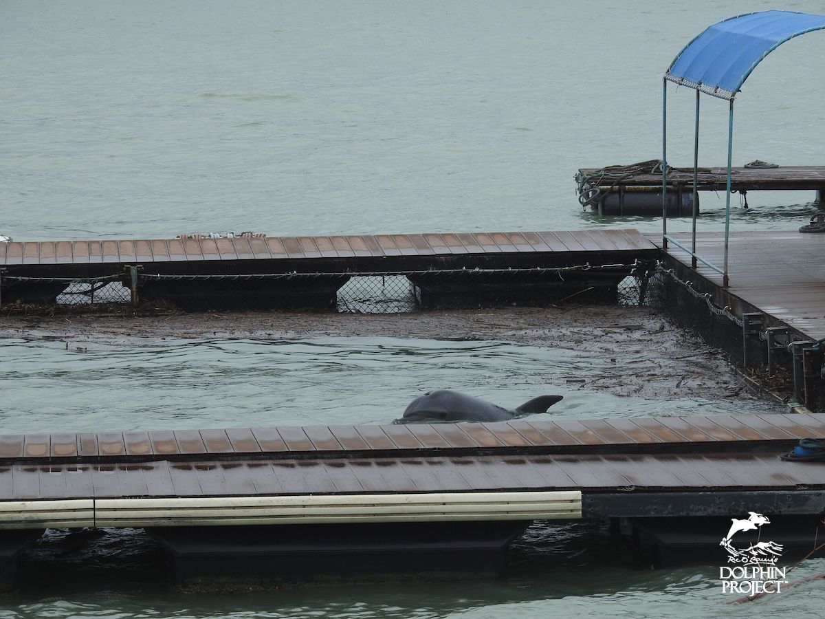 [ 🇬🇧 Traduction –Taïji (Japon) : des dauphins piégés meurent dans un typhon ]