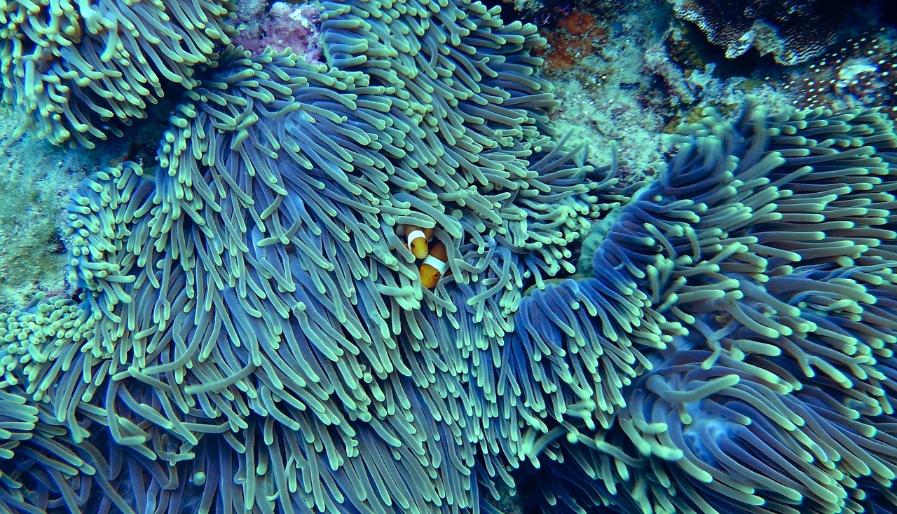 Le corail, cet animal essentiel à la vie marine