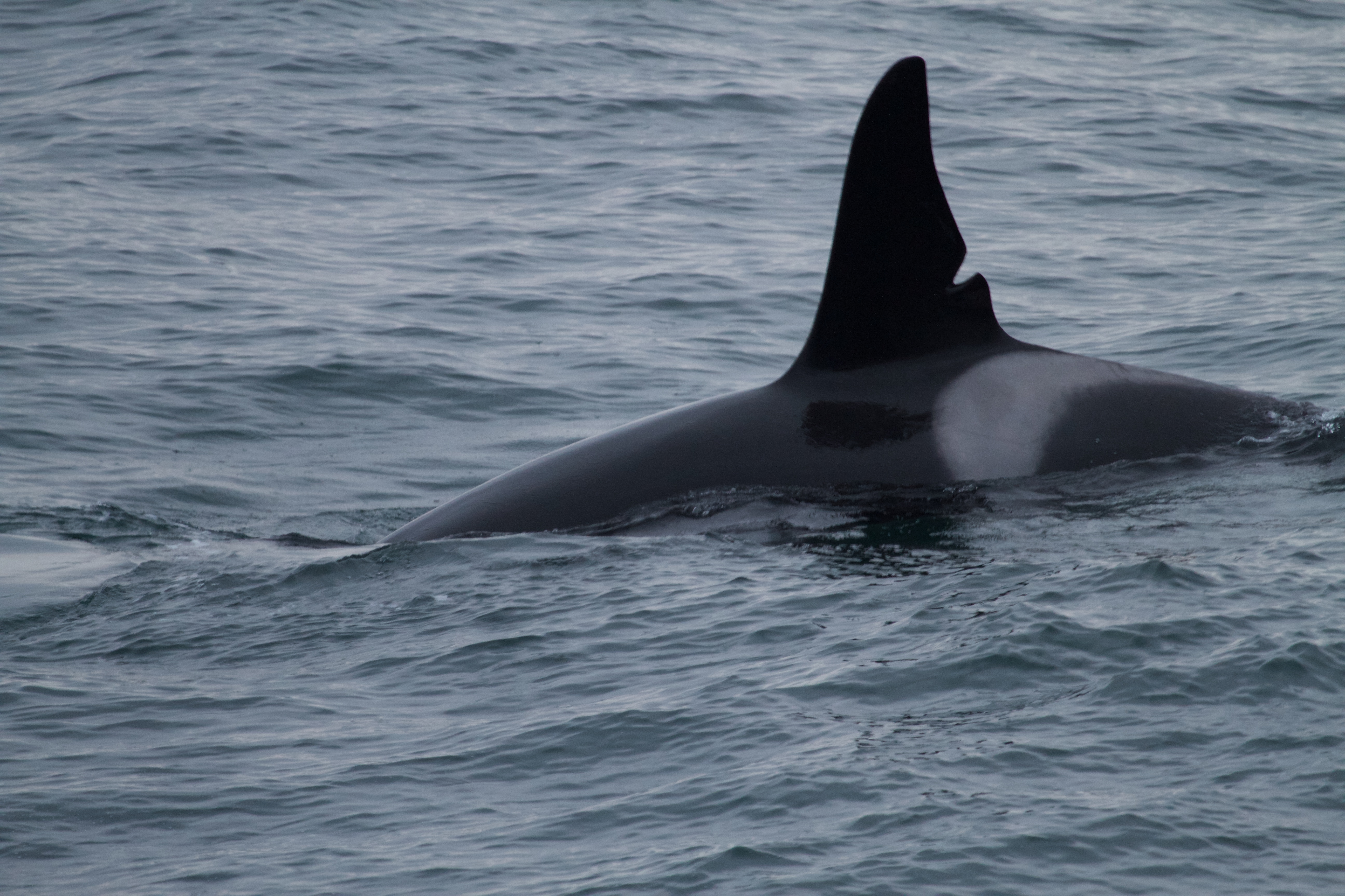 Scandale des fermes aquatiques : la Russie interdit la capture des orques et bélugas