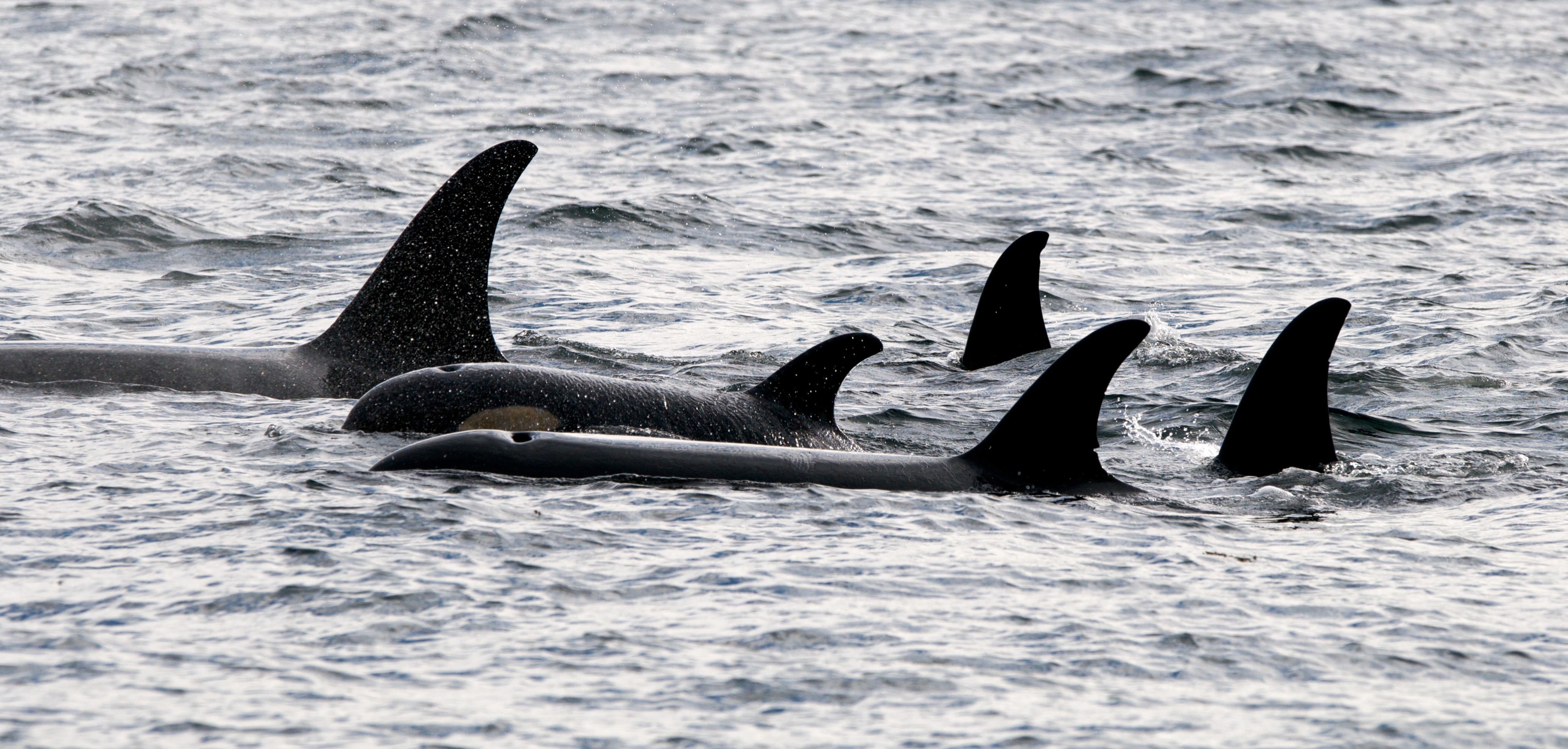 [ 🇬🇧 Traduction – Le Sénat canadien adopte un projet de loi visant à interdire la captivité des dauphins et autres cétacés ]