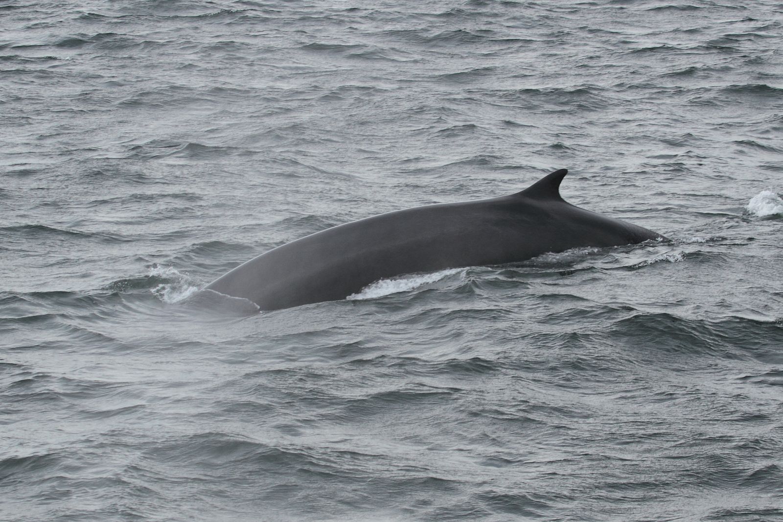 Le rorqual commun sort la tête de l’eau