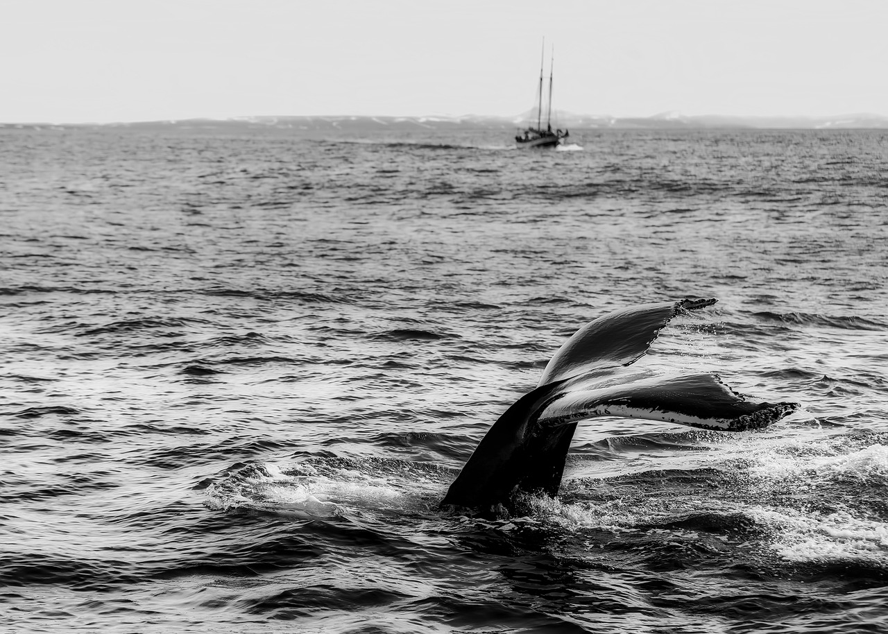 Il ne reste que 411 baleines noires de l’Atlantique Nord, selon un nouveau rapport