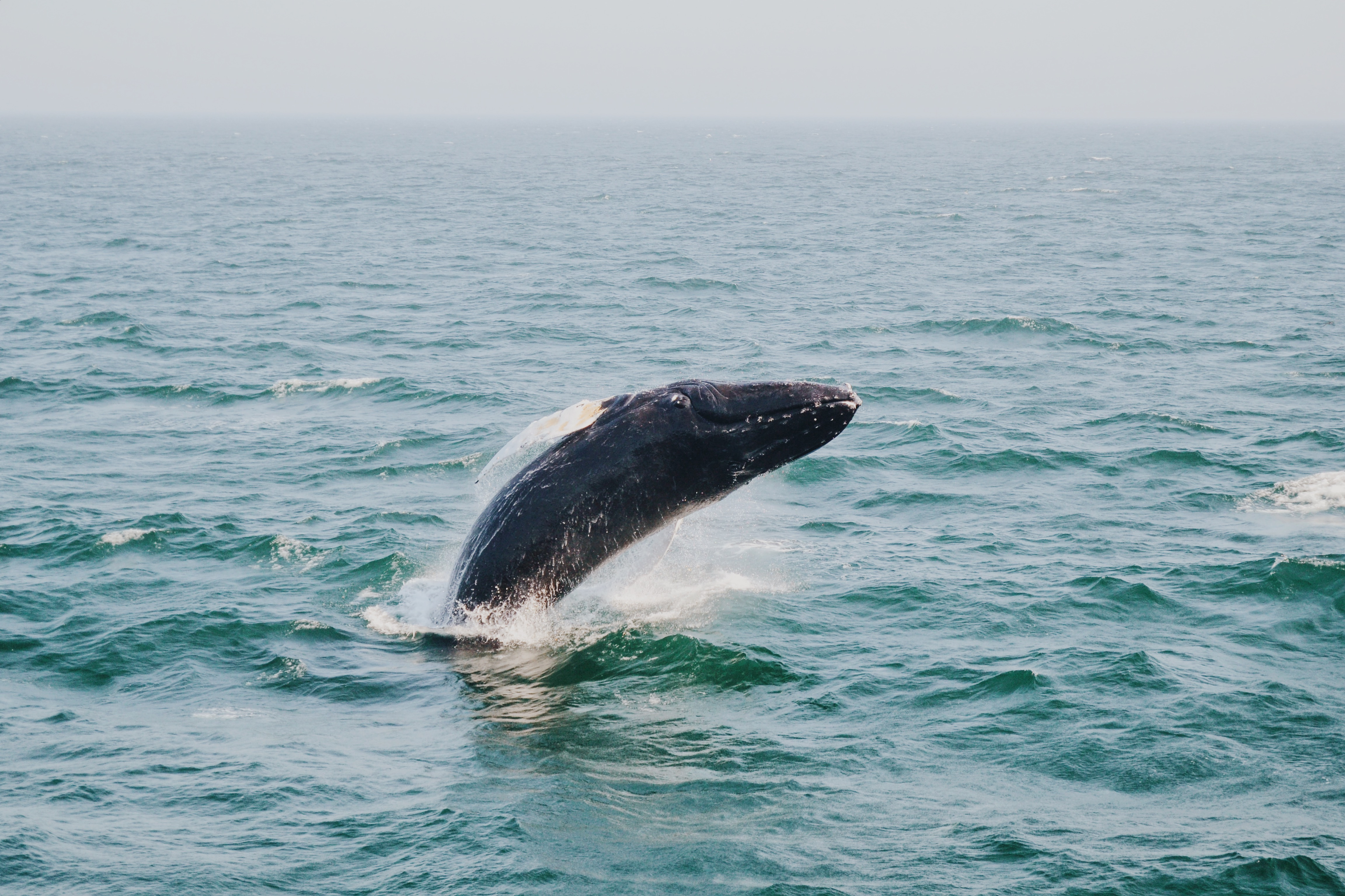 La Réunion : la baleine Billy souffrait d’un rein selon les premiers résultats de l’autopsie