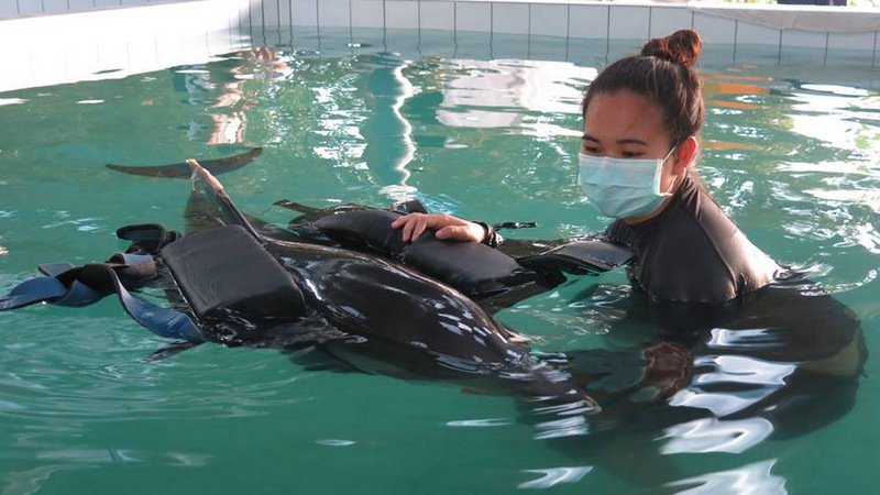 [ 🇬🇧 Traduction – Thaïlande – Un dauphin sauvé de la plage de Phuket vomit du plastique ]