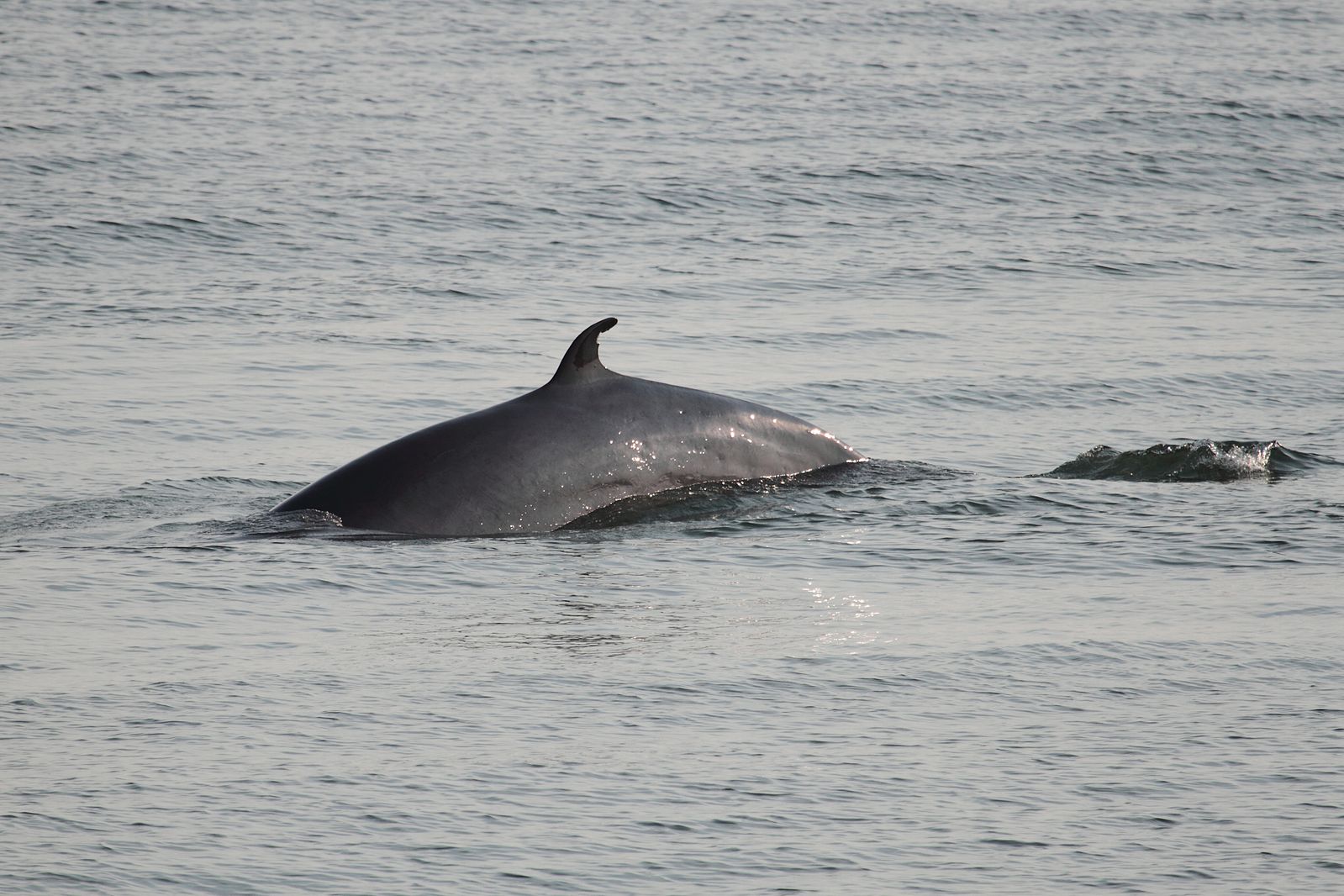 Canada – Nouveau statut pour le rorqual commun : en route vers le rétablissement ?