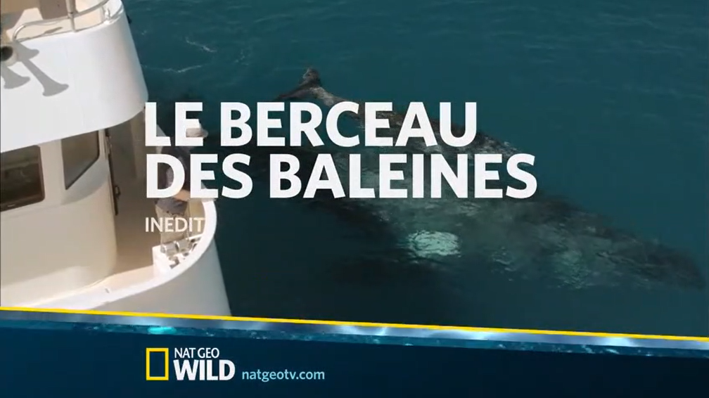 « Le berceau des baleines »