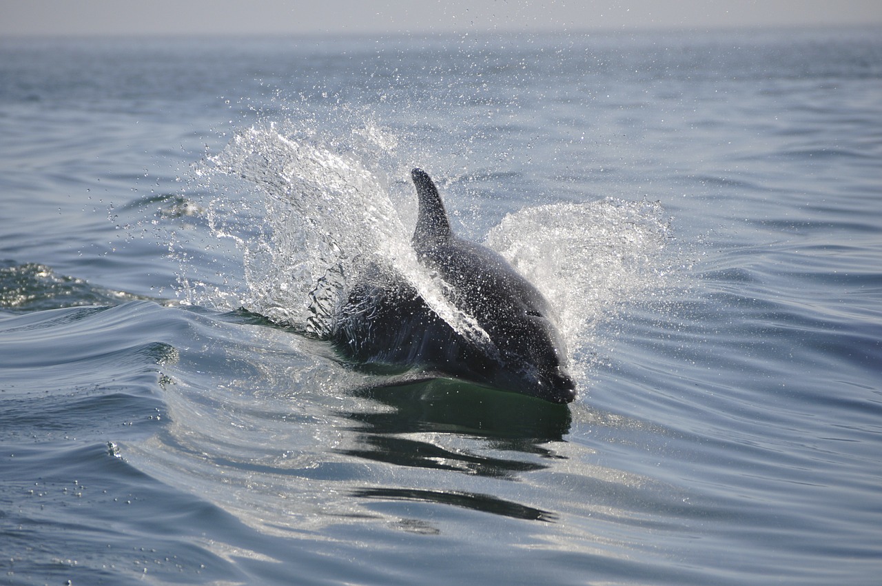 Un dauphin fait le show dans un port du Sud de la France