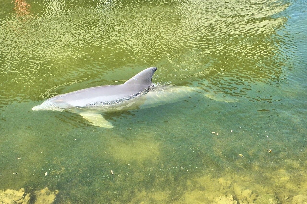 Floride : la mort de dauphins liée à une algue