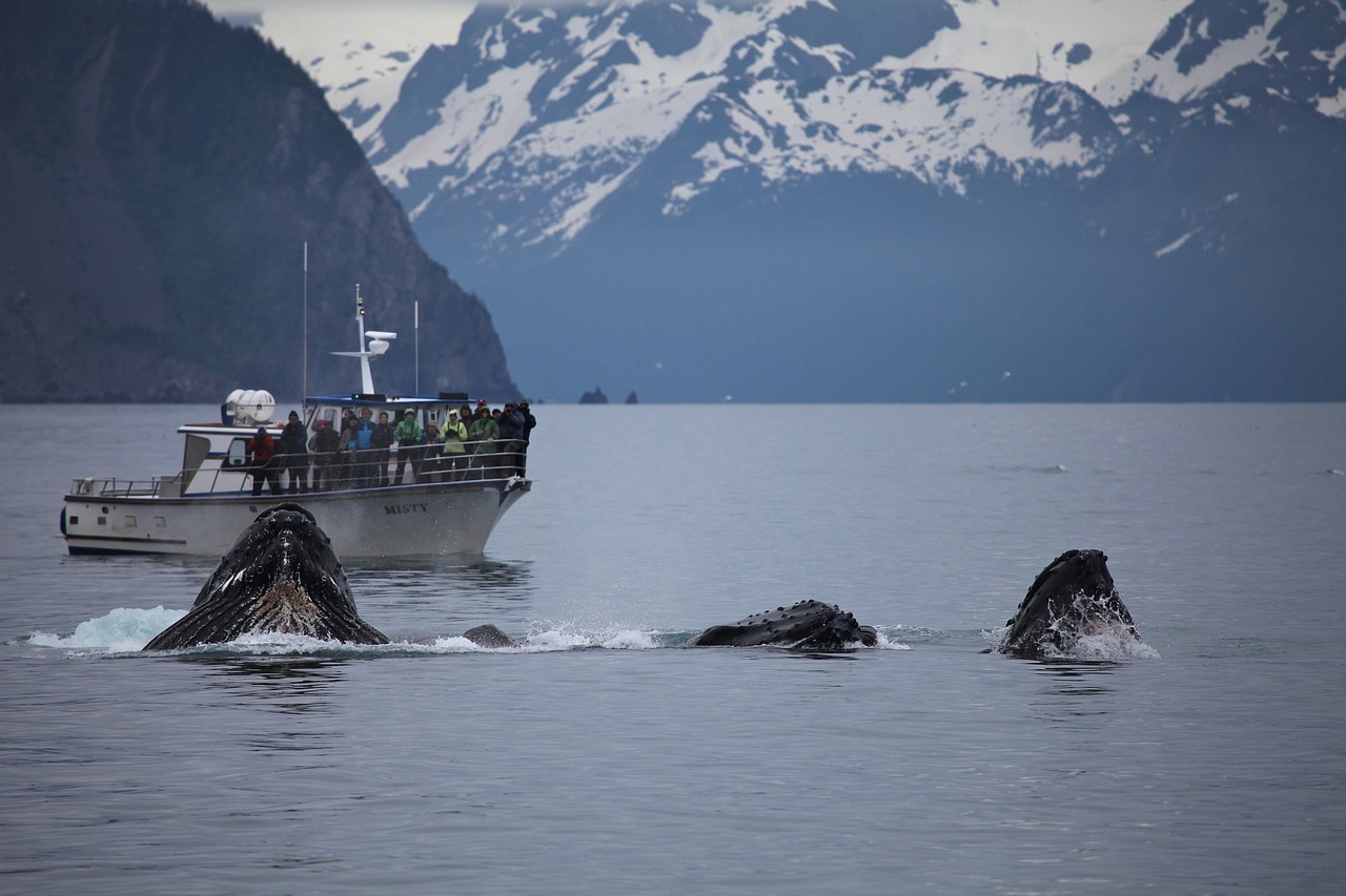 Des chercheurs étudient le stress des baleines à l’aide… de leur cérumen !