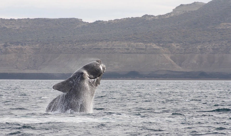 La saga des baleines noires : un bilan de l’année 2018