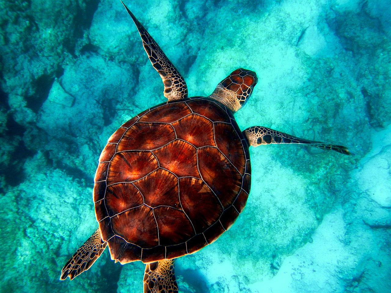 Des microplastiques découverts dans l’organisme de toutes les tortues marines