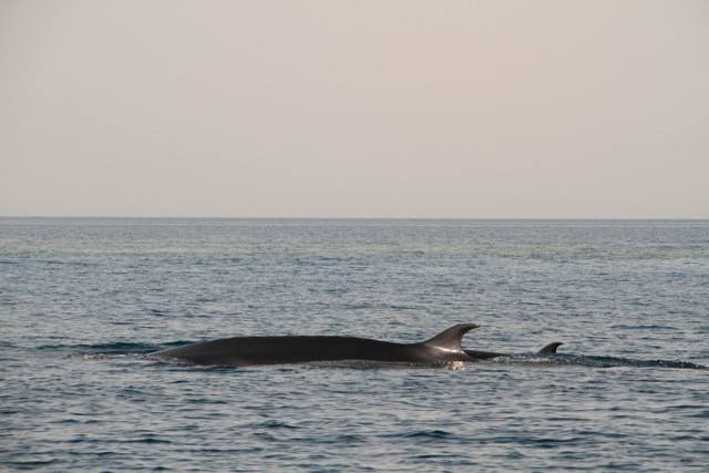 Comment font les baleineaux pour suivre leur mère ?