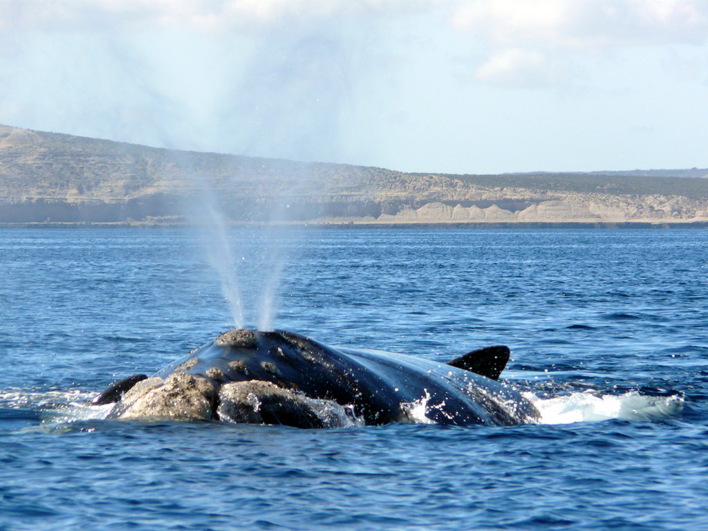 Baleine noire de l’Atlantique Nord : un 3e baleineau repéré cette saison