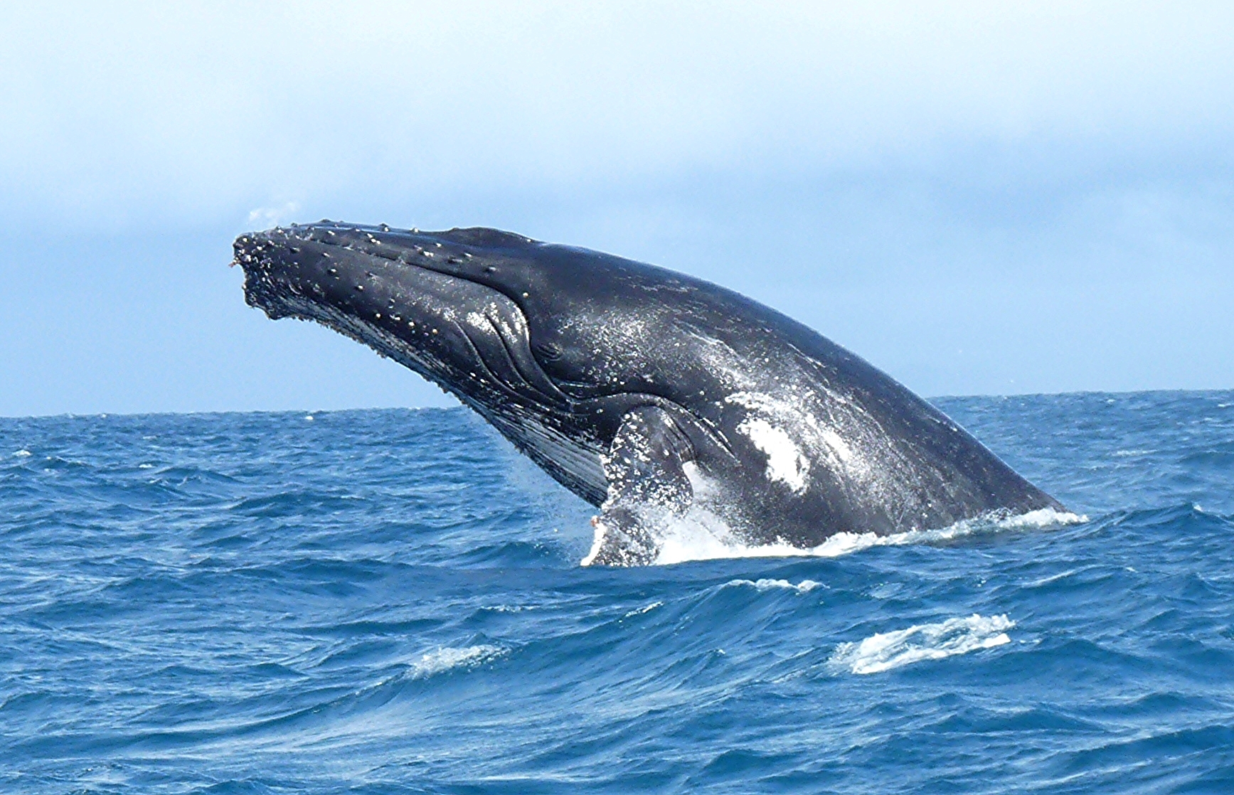 Une transmission culturelle fascinante : ces baleines s’échangent leurs chants d’un océan à l’autre