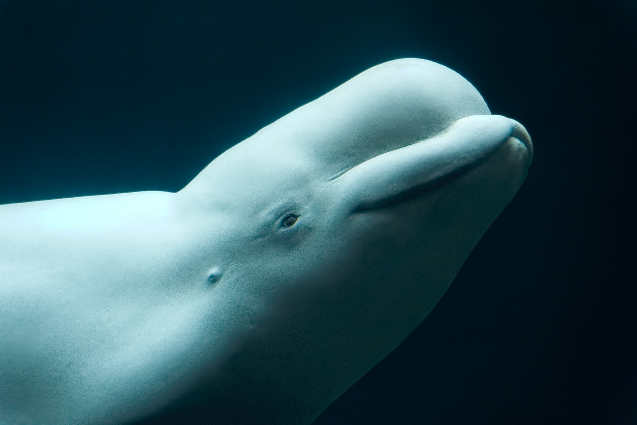 Le bruit des océans, le silence des baleines