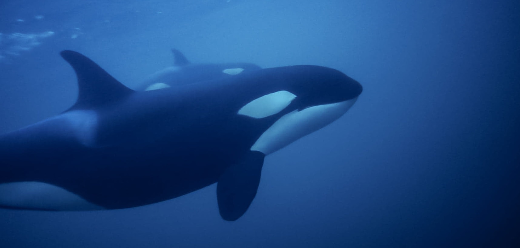 Conseil lecture : « Frère des orques, 20 ans de plongée avec les orques libres »