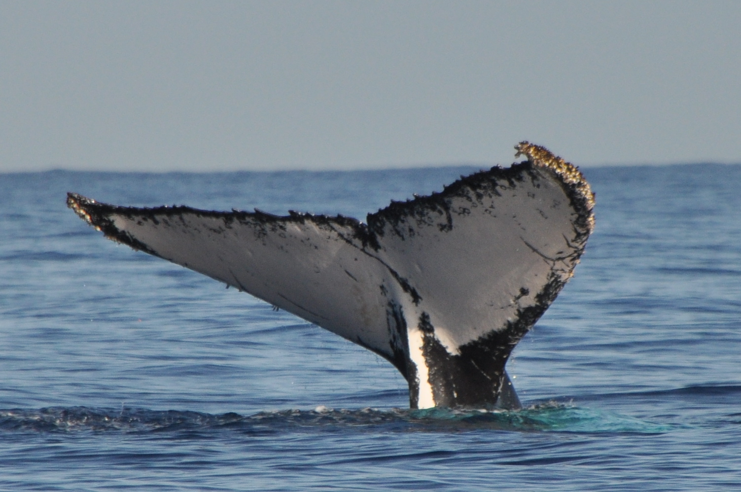 Une baleine à bosse aperçue au large de la côte belge