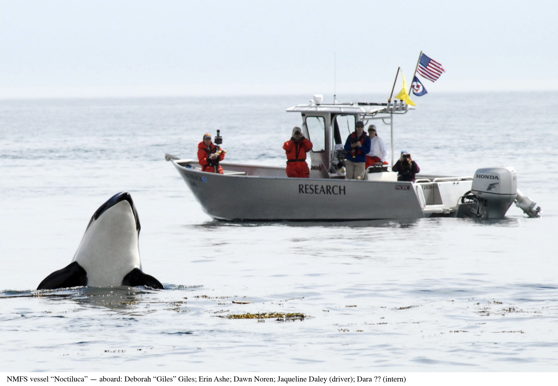 Colombie Britannique – Une naissance observée chez les orques en danger d’extinction de Puget Sound