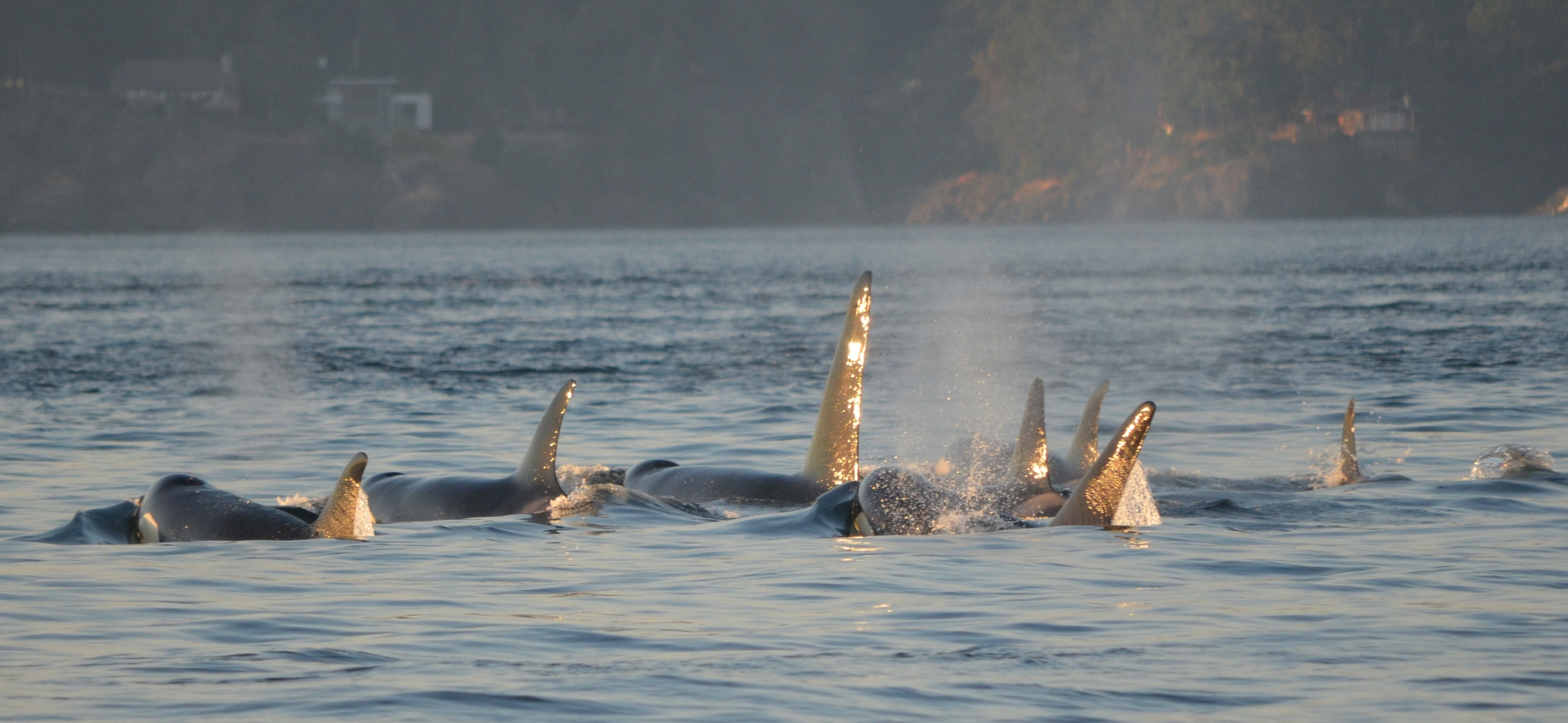 Puget Sound, Colombie Britannique – Deux nouvelles orques – appartenant à une population en danger critique d’extinction – vont probablement mourir…
