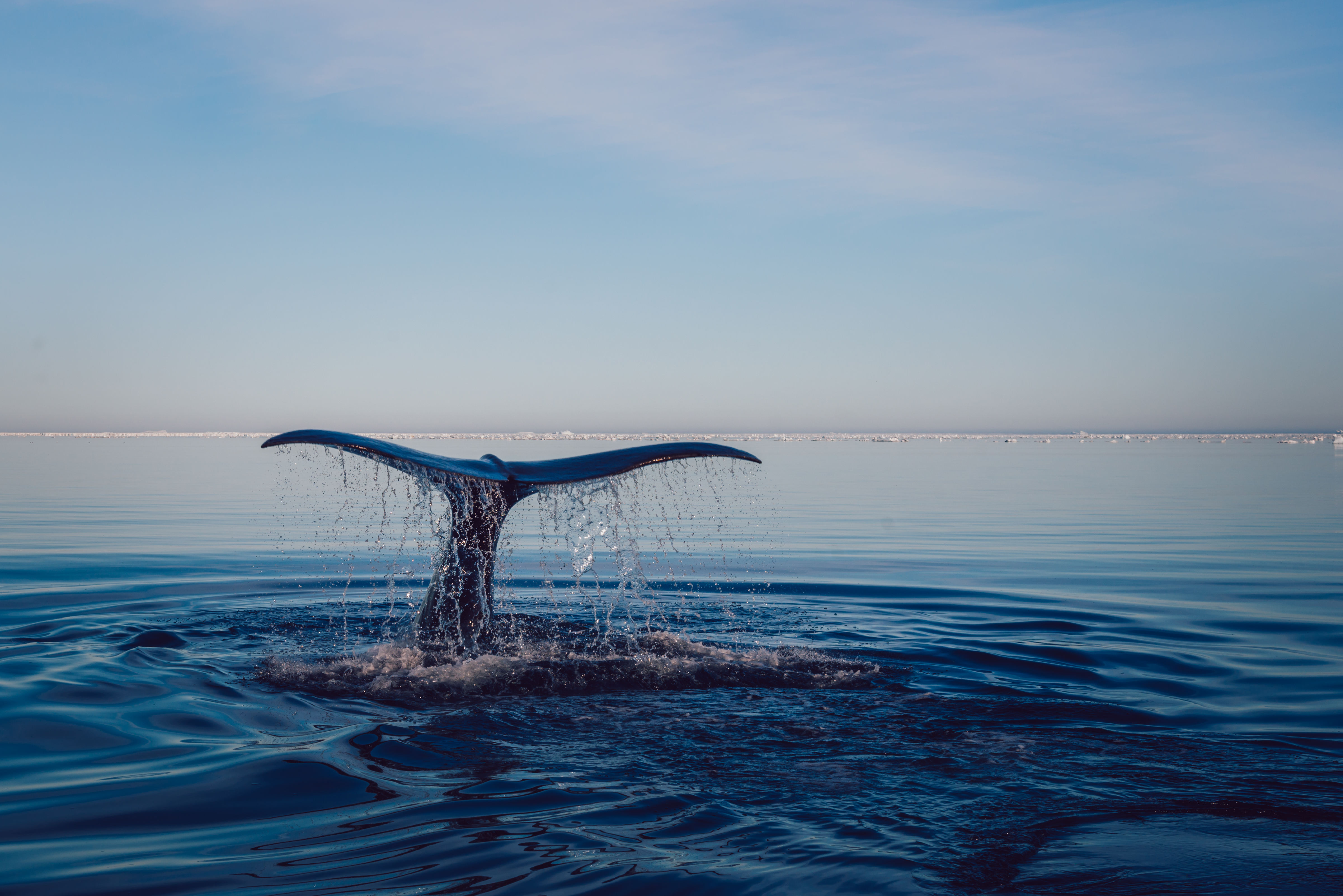 Pourrions-nous utiliser la reconnaissance faciale pour les baleines ?