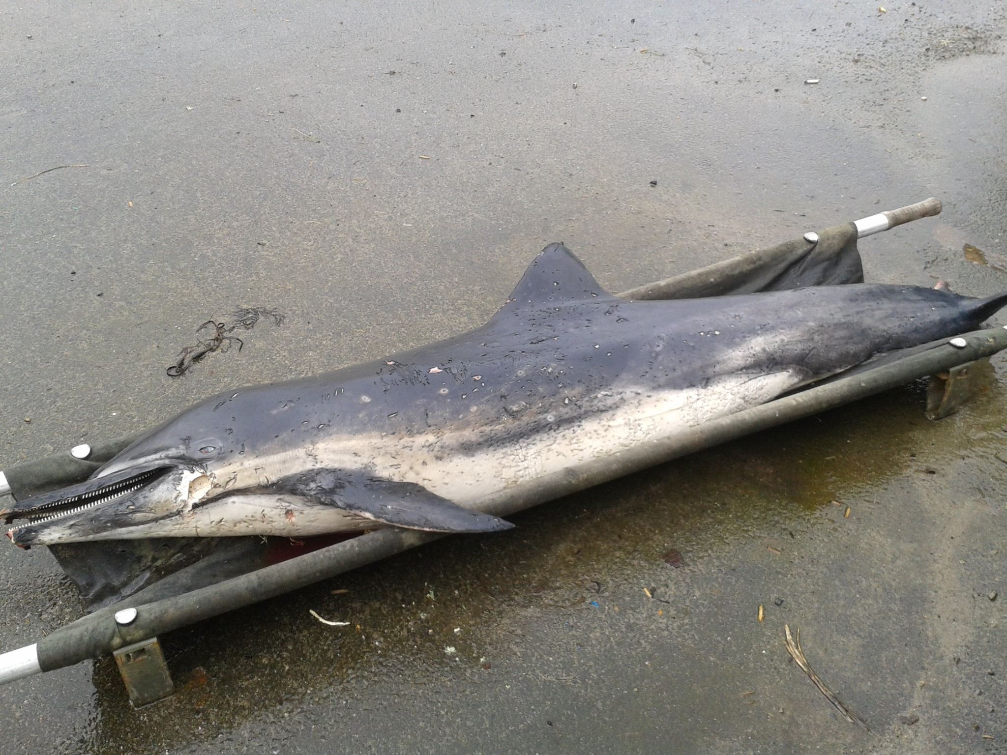 Pourquoi des centaines de cadavres de dauphins s’échouent-ils sur les plages françaises ?