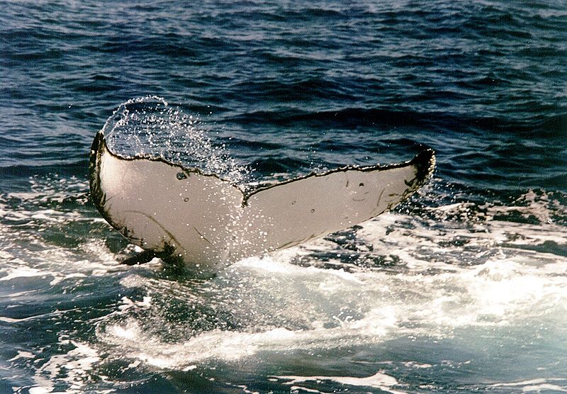 Baleine noire (Canada) : la zone fermée à la pêche diminuera de 63% cette année
