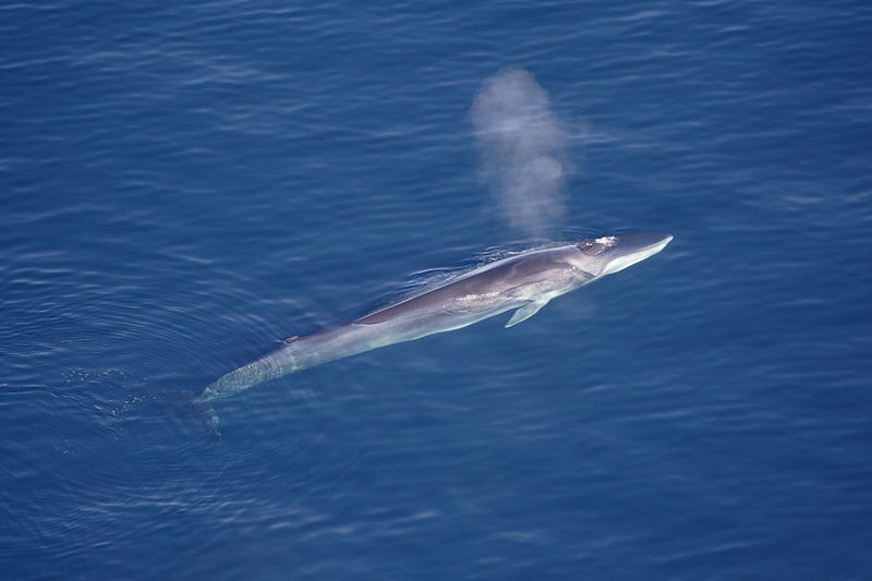 L’Is­lande prévoit de tuer plus de 2 000 baleines d’ici 2023