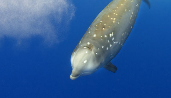 Face aux sonars militaires, les baleines peuvent souffrir de maladie de décompression
