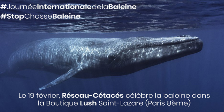 [ 🐋 Journée Internationale de la Baleine, le mardi 19 février 2019 ]