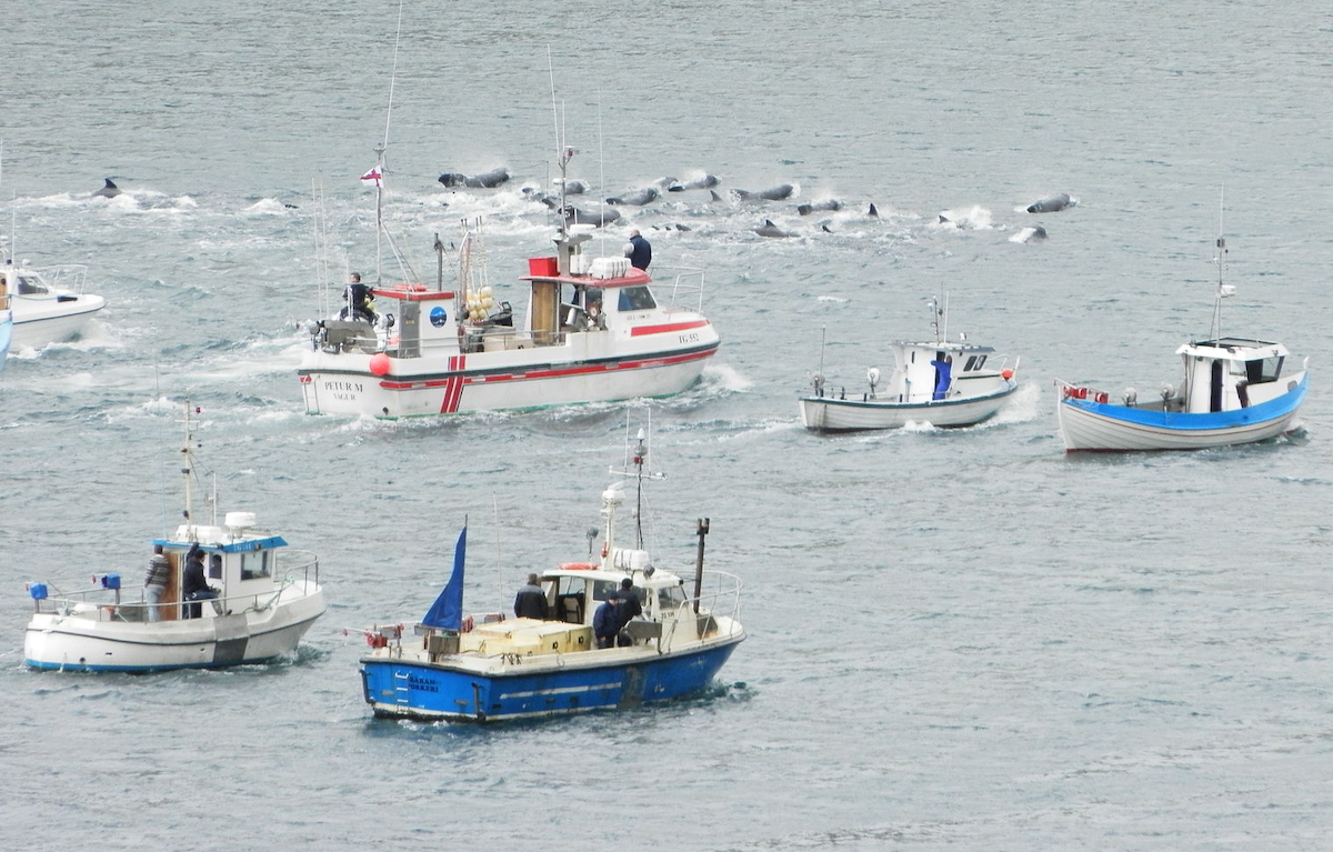 La Norvège est-elle sur le point de créer sa propre crique destinée au massacre des dauphins ?