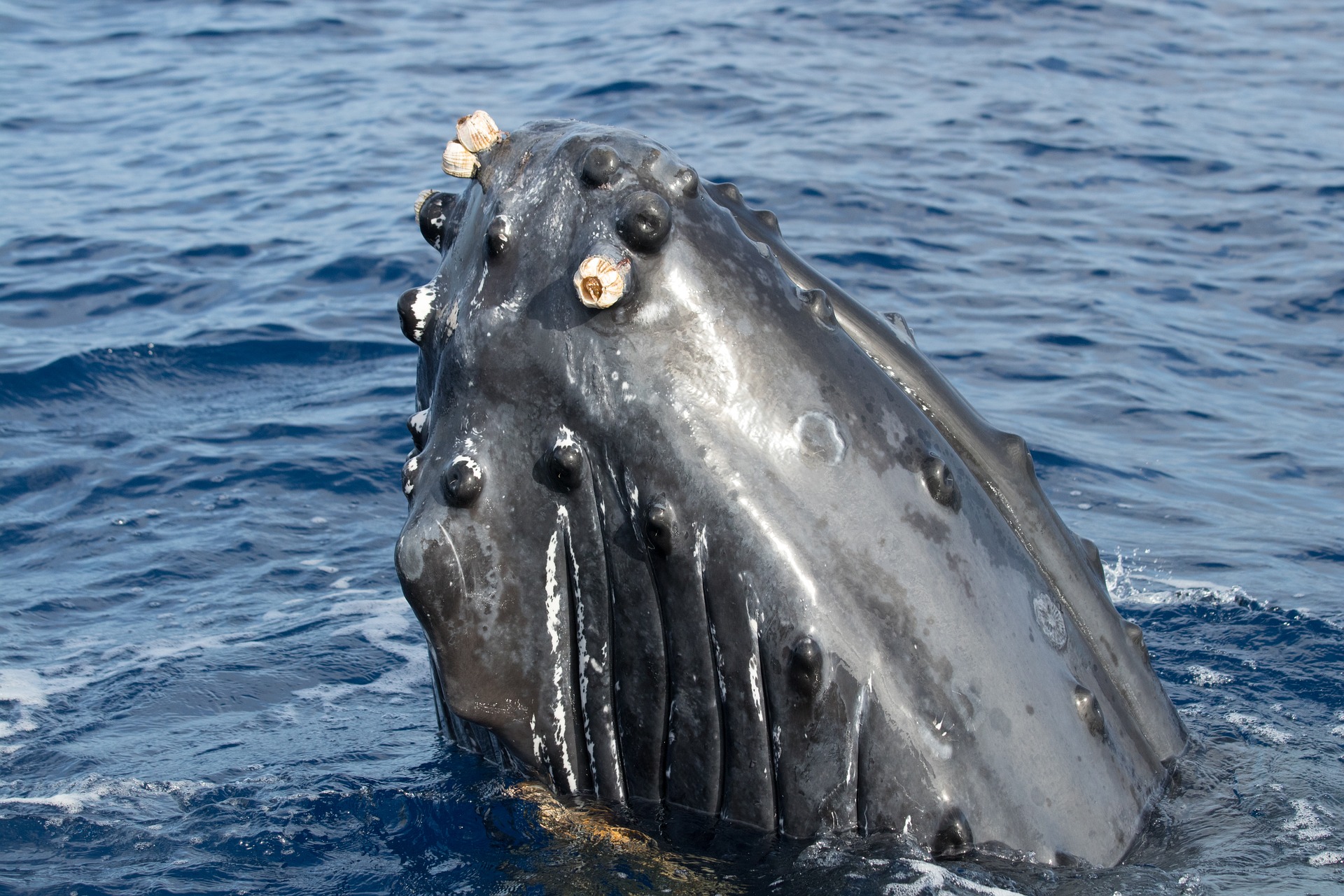 Chasse baleinière en Norvège : la viande de baleine est utilisée pour nourrir les animaux dans les fermes à fourrure