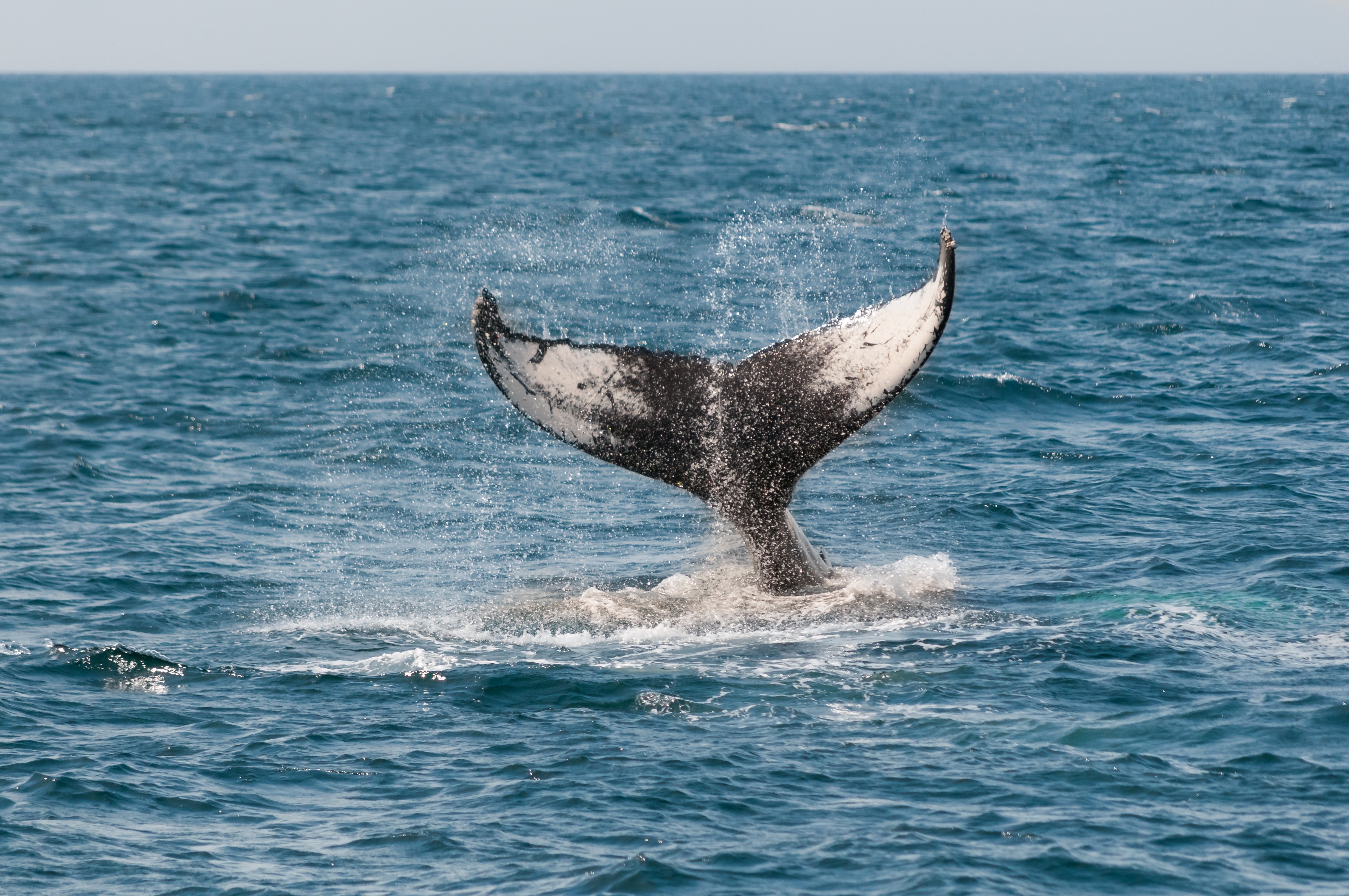 Les animaux marins souffrent de la pollution sonore