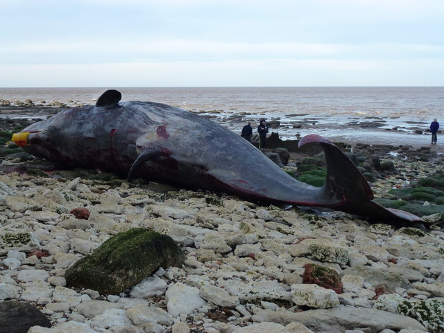 Une baleine meurt aux Philippines avec 40 kilos de plastique dans l’estomac