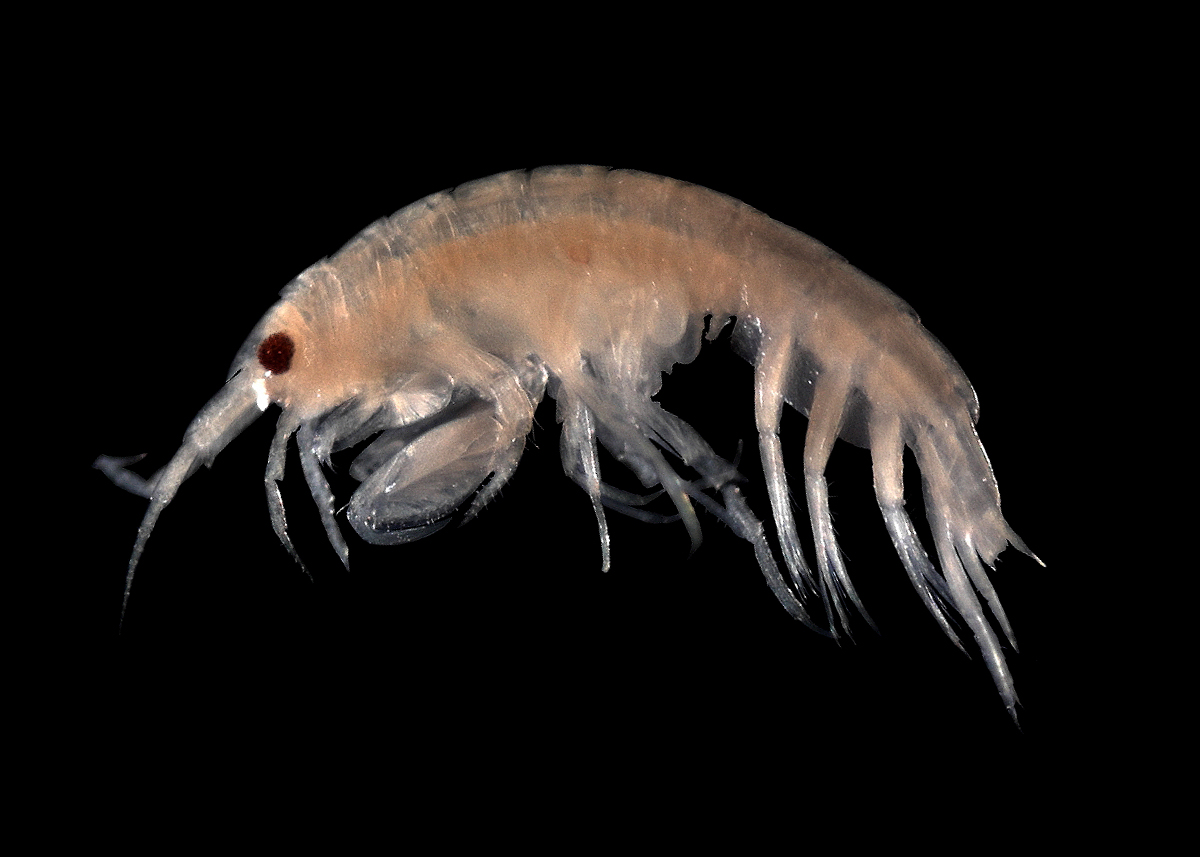 Du plastique retrouvé dans les entrailles des créatures peuplant les abysses